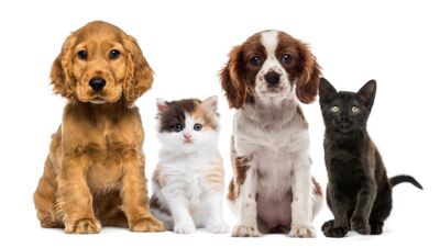 Hunde und Katzen - gut betreut in der Tierarztpraxis Völkendorf