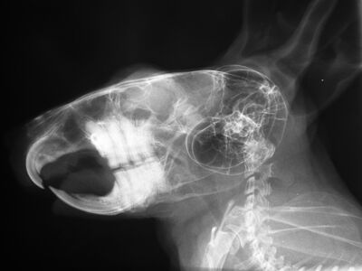 Röntgenbild - Tierarztpraxis Völkendorf