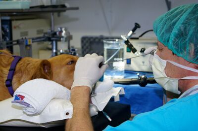 Endoskopie - Tierarztpraxis Völkendorf