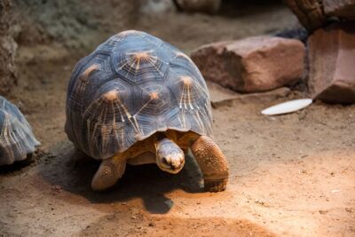 Schildkröte - gut betreut in der Tierarztpraxis Völkendorf