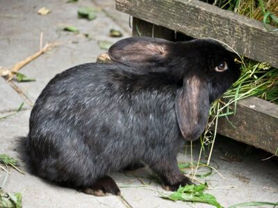 Kaninchen - gut betreut in der Tierarztpraxis Völkendorf