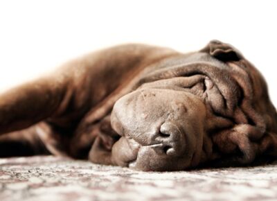 Schlafender Hund - gut betreut in der Tierarztpraxis Völkendorf