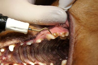 Zahnbehandlung - Tierarztpraxis Völkendorf