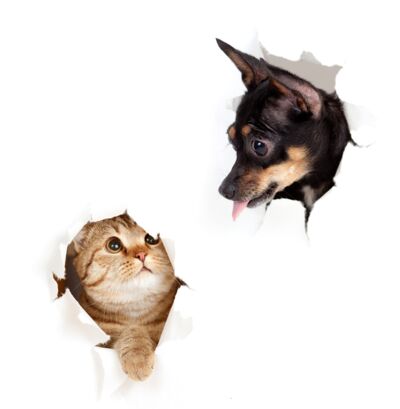 Hund und Katze - gut betreut in der Tierarztpraxis Völkendorf